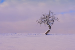 nuvole, albero, neve, cielo, inverno, rosa, spoglio, rami, solitario, tronco, paesaggio, bianco